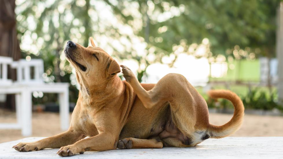 dog dry skin; a dog scratches themselves to relieve dry skin on dogs.